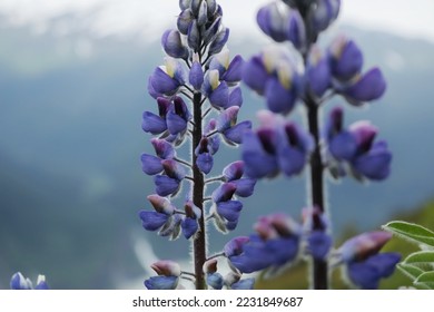 Purple Lupin Mountain Top

Selective focus of two Lupine flowers (Lupinus nootkatensis) on a mountain in Southeast Alaska.  They grow tall and strong there, even amidst frigid glaciers