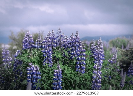 Purple lupine flowers (Lupinus polyphyllus) blooming in the mountains in Iceland. Cloudy sky, blurred background. 