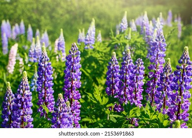 Purple lupine flowers in sun. Blooming wild plants. Lupines field.