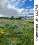 Purple lupine and yellow wildflower field at Rowena Crest with a dramatic sky above.