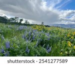 Purple lupine and yellow wildflowers with a storm cloud overhead at Rowena Crest.