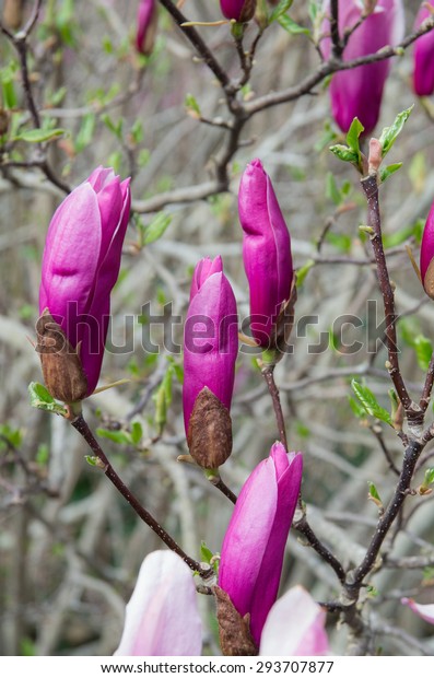 Purple Magnolia Blossoms On Leafless Magnolia Stockfoto Jetzt