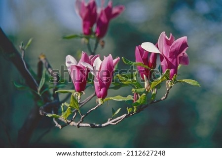 purple magnolia, branch with some flowers and buds, Magnolia liliiflora; Magnoliaceae