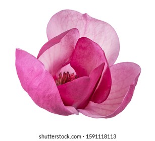 Purple magnolia flower, Magnolia felix isolated on white background, with clipping path    - Powered by Shutterstock
