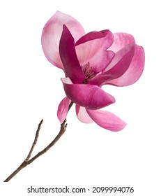 Purple magnolia flower, Magnolia felix isolated on white background, with clipping path                                - Shutterstock ID 2099994076