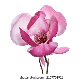 Purple magnolia flower, Magnolia felix isolated on white background, with clipping path                        - Powered by Shutterstock