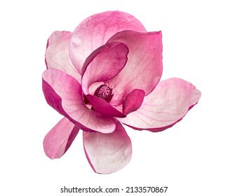 Purple magnolia flower, Magnolia felix isolated on white background, with clipping path                               - Shutterstock ID 2133570867