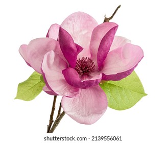 Purple magnolia flower, Magnolia felix isolated on white background, with clipping path                     