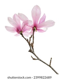 Flor magnolia púrpura 