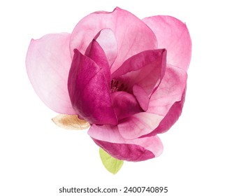 Purple magnolia flower, Magnolia felix isolated on white background, with clipping path                                     - Powered by Shutterstock