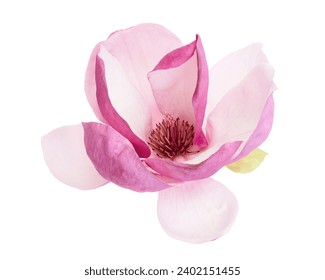 Flor magnolia púrpura 