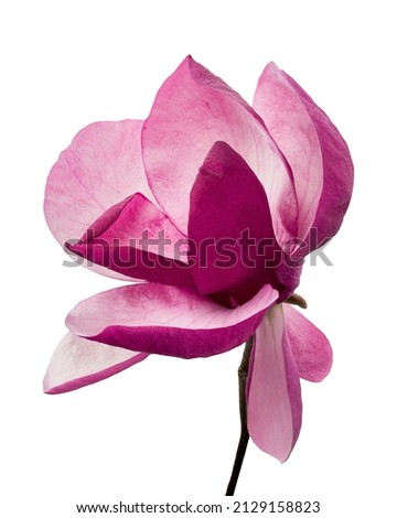 Purple magnolia flower, Magnolia felix isolated on white background, with clipping path                           