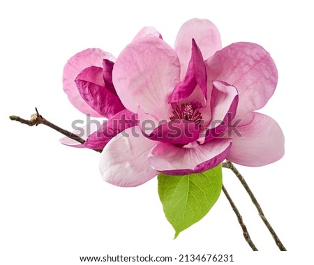 Purple magnolia flower, Magnolia felix isolated on white background, with clipping path                             