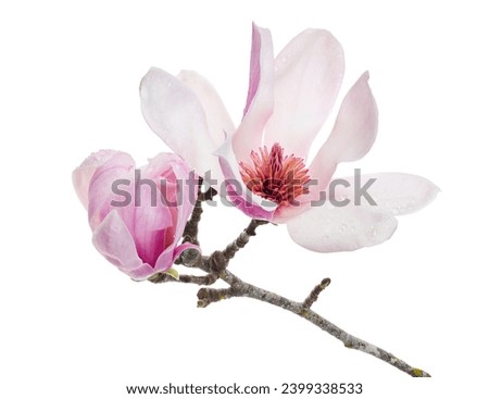 Purple magnolia flower, Magnolia felix isolated on white background, with clipping path                                  