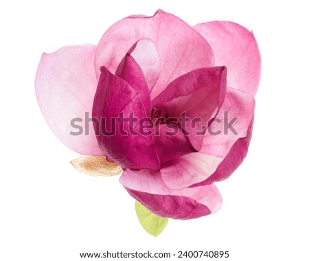 Purple magnolia flower, Magnolia felix isolated on white background, with clipping path                                    