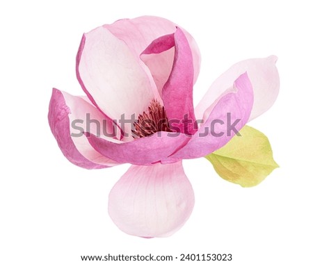 Purple magnolia flower, Magnolia felix isolated on white background, with clipping path                               