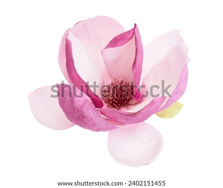 Purple magnolia flower, Magnolia felix isolated on white background, with clipping path                                    