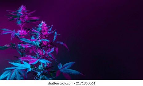 Purple Marijuana Plants In Colored Pink Neon Light On Dark Background. Purple Cannabis Background Banner With Empty Space For Text. Beautiful Aesthetic Medical Hemp