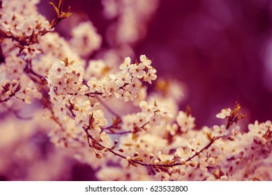 Purple marsala vintage blossom cherry branch. Spring natural background - Shutterstock ID 623532800