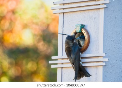 Purple Martin Feeding Chicks In Birdhouse With Dragonfly, Beautiful Fall Bokeh Background