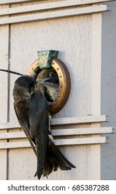 Purple Martin Feeding Chicks In Birdhouse With Dragonfly