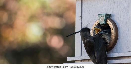 Purple Martin Feeding Chicks In Birdhouse With Dragonfly