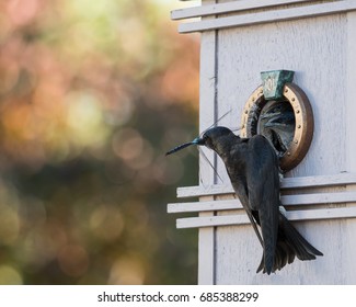 Purple Martin Feeding Chicks In Birdhouse With Dragonfly