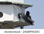 Purple Martin (female) (progne subis) perched at the door of it