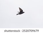 Purple martin flying and feeding in the sky, it is a large, dark swallow. Distinctive north of Mexico, where it is the largest swallow. Adult males are dark overall with a purplish-blue iridescence