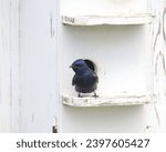 Purple Martin (male) (progne subis) perched at the door of it