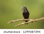 Purple Martin in Minnesota male with dragonfly.