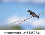 Purple martin, Progne subis, with dragonfly in the beak perching on a twig.