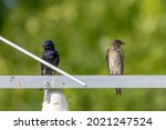 The purple martin ( Progne subis ) is the largest swallow in North America.