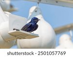 The purple martin (Progne subis), male sitting on edge of nest box