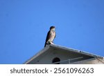 Purple Martin (Progne subis) at Moraine Hills State Park.