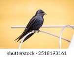 Purple Martin (progne subis) perched on a wire.