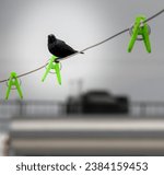 The purple martin (Progne subis) sitting on a cloth wire on the roof. The purple martin (Progne subis) is a passerine bird in the swallow family Hirundinidae.