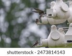 Purple martins herald spring