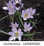 Purple Mauve Flower Crocus Etruscus Rosalind Plant