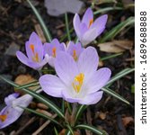 Purple Mauve Flowering Crocus Etruscus Rosalind Plant