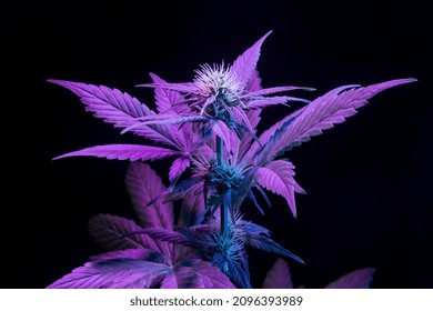 Purple Medical Cannabis Plant On Black Background. Aesthetic Modern Vibrant Look Of Marijuana Hemp With Big Leaves And Bud Flower