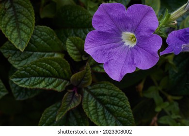 Purple mexican petunia beautiful blooming flower green leaf background. High quality photo