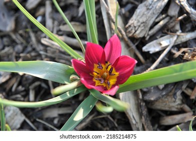 Purple Miscellaneous tulips (Tulipa humilis) Persian Pearl bloom in a garden in March - Shutterstock ID 2185214875