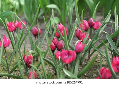 Purple Miscellaneous tulips (Tulipa humilis) Dream bloom in a garden in April - Shutterstock ID 2185214991