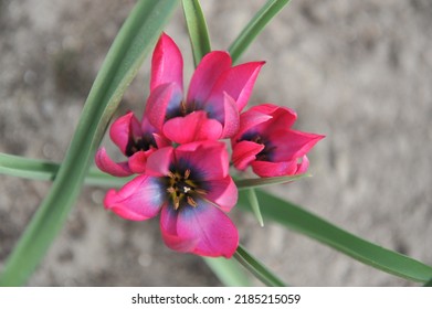 Purple Miscellaneous tulips (Tulipa humilis) Dream bloom in a garden in April - Shutterstock ID 2185215059