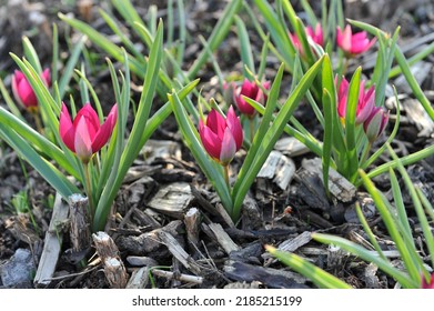 Purple Miscellaneous tulips (Tulipa humilis) Persian Pearl bloom in a garden in March - Shutterstock ID 2185215199