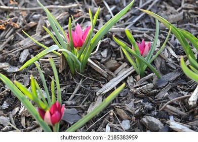 Purple Miscellaneous tulips (Tulipa humilis) Persian Pearl bloom in a garden in March - Shutterstock ID 2185383959