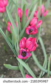 Purple Miscellaneous tulips (Tulipa humilis) Dream bloom in a garden in April - Shutterstock ID 2185395987