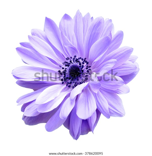 Purple Mona Lisa Blush Flower Garden Stock Photo 378620095 | Shutterstock