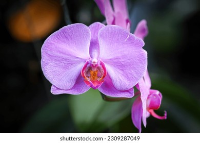 Purple moon orchid, moth orchid, or mariposa orchid, is a species of flowering plant in the orchid family Orchidaceae. Isolated picture, selective focus, bokeh background